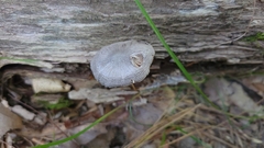 Pluteus