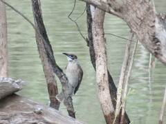 Philemon citreogularis