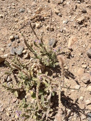 Verbena lasiostachys