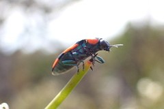 Castiarina grata