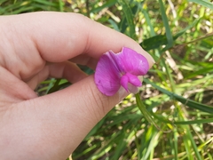 Lathyrus sylvestris