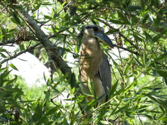 Cochlearius cochlearius