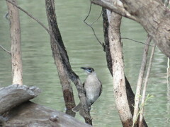 Philemon citreogularis