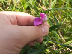 Lathyrus sylvestris