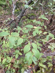 Betulaceae