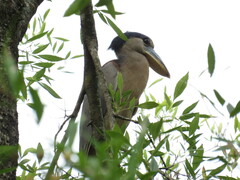 Cochlearius cochlearius