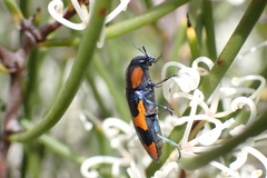 Castiarina grata