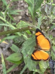 Tegosa anieta