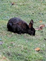 Oryctolagus cuniculus