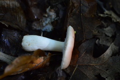 Russula luteotacta