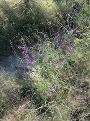 Cyphomeris gypsophiloides