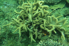 Acropora muricata