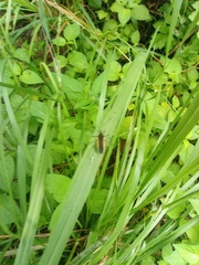 Plapigus circumcinctus