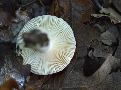 Russula luteotacta