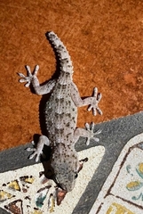 Tarentola delalandii