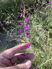 Cyphomeris gypsophiloides