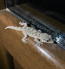 Tarentola delalandii