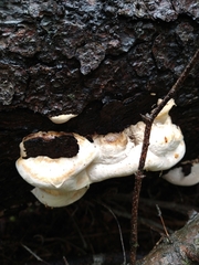 Fomitopsis schrenkii