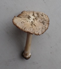 Inocybe velicopia