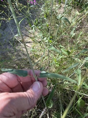 Cyphomeris gypsophiloides