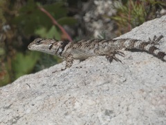 Sceloporus poinsettii