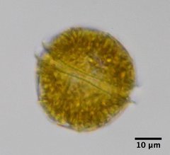 Glenodinium pulvisculus