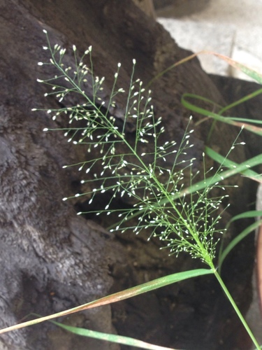 Eragrostis tenella
