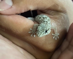 Tarentola delalandii