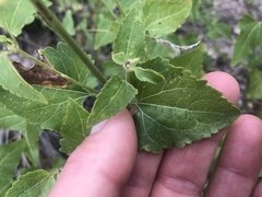 Ageratina herbacea