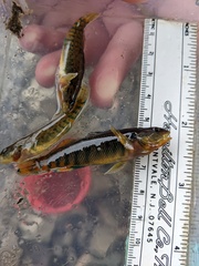 Etheostoma caeruleum