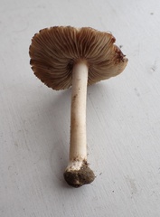 Inocybe velicopia