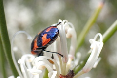 Castiarina grata