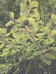 Fagus