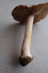 Inocybe velicopia