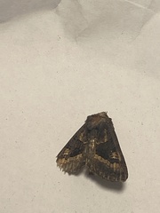Euplexia euplexina