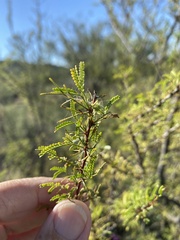 Vachellia vernicosa