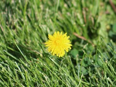 Taraxacum officinale