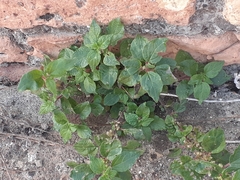 Parietaria