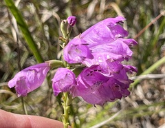 Physostegia virginiana
