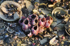 Megabalanus tintinnabulum