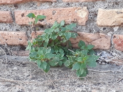 Parietaria