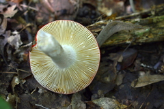 Russula amarissima