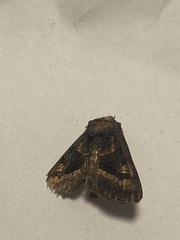 Euplexia euplexina
