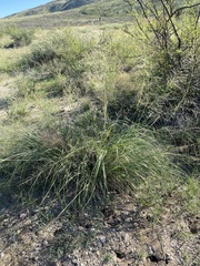 Sporobolus cryptandrus