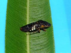 Homalodisca ichthyocephala