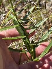 Physostegia virginiana