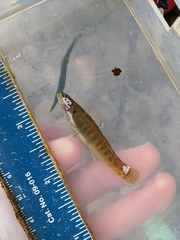 Etheostoma flabellare