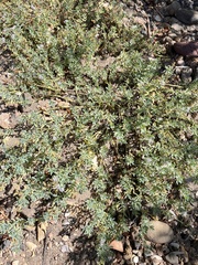 Heliotropium curassavicum