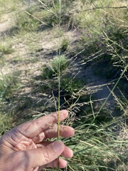 Sporobolus cryptandrus