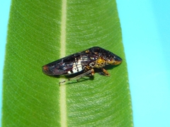 Homalodisca ichthyocephala